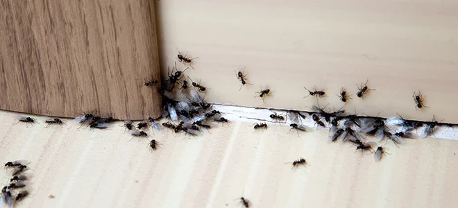 comment se débarrasser des fourmis