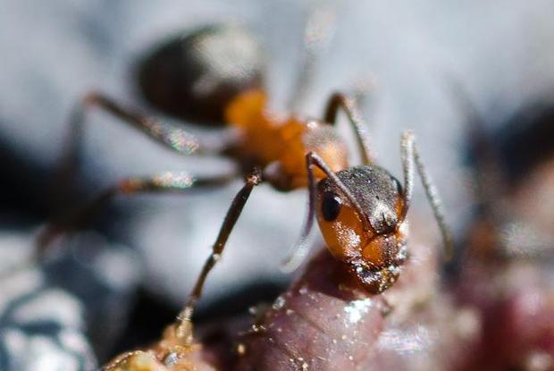 comment se débarrasser des fourmis